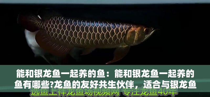 能和銀龍魚一起養的魚：能和銀龍魚一起養的魚有哪些?龍魚的友好共生伙伴，適合與銀龍魚共養