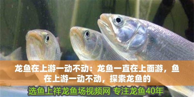 龍魚在上游一動不動：龍魚一直在上面游，魚在上游一動不動，探索龍魚的