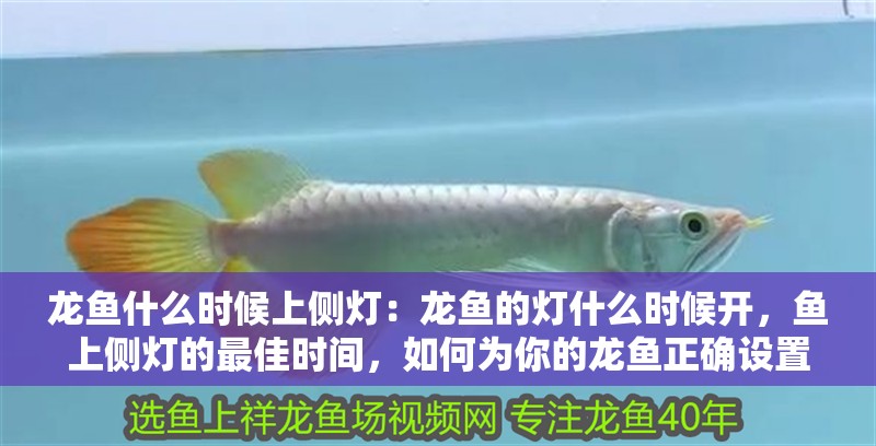 龍魚什么時候上側燈：龍魚的燈什么時候開，魚上側燈的最佳時間，如何為你的龍魚正確設置