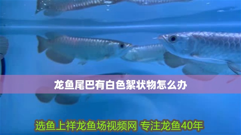 龍魚尾巴有白色絮狀物怎么辦