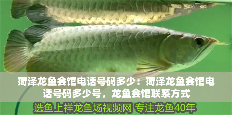 菏澤龍魚會館電話號碼多少：菏澤龍魚會館電話號碼多少號，龍魚會館聯系方式