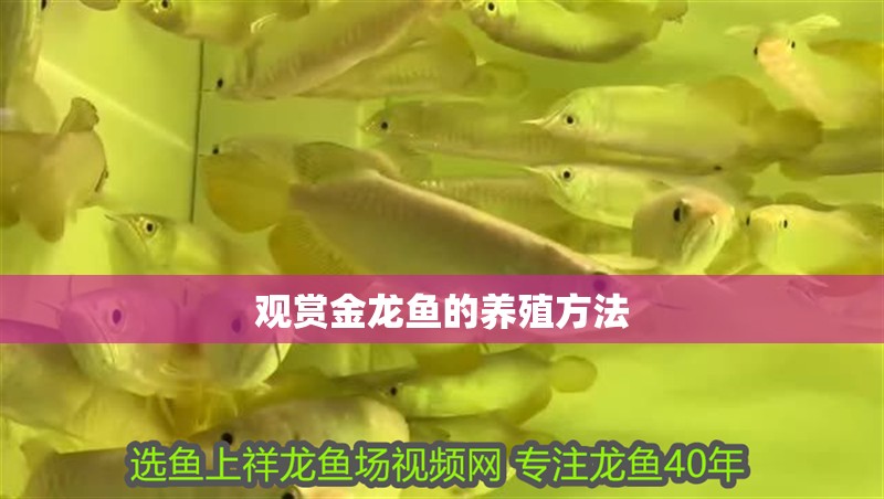 觀賞金龍魚的養殖方法