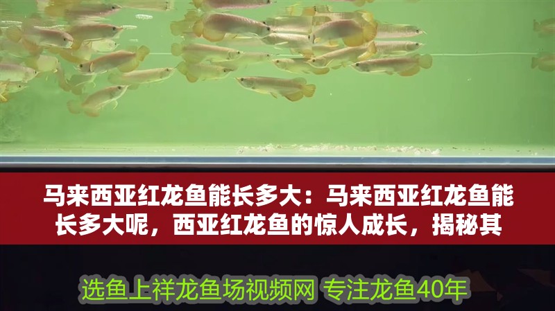 馬來(lái)西亞紅龍魚(yú)能長(zhǎng)多大：馬來(lái)西亞紅龍魚(yú)能長(zhǎng)多大呢，西亞紅龍魚(yú)的驚人成長(zhǎng)，揭秘其