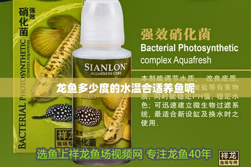 龍魚多少度的水溫合適養(yǎng)魚呢