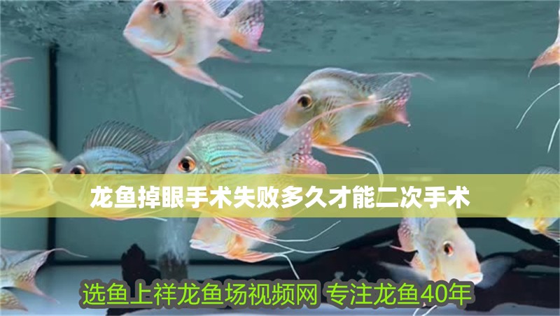 龍魚掉眼手術(shù)失敗多久才能二次手術(shù)