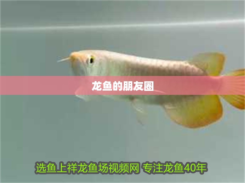 龍魚的朋友圈