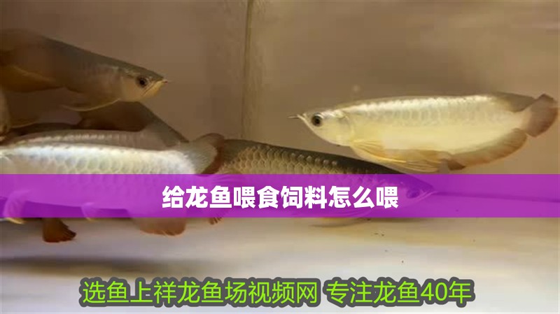 給龍魚喂食飼料怎么喂