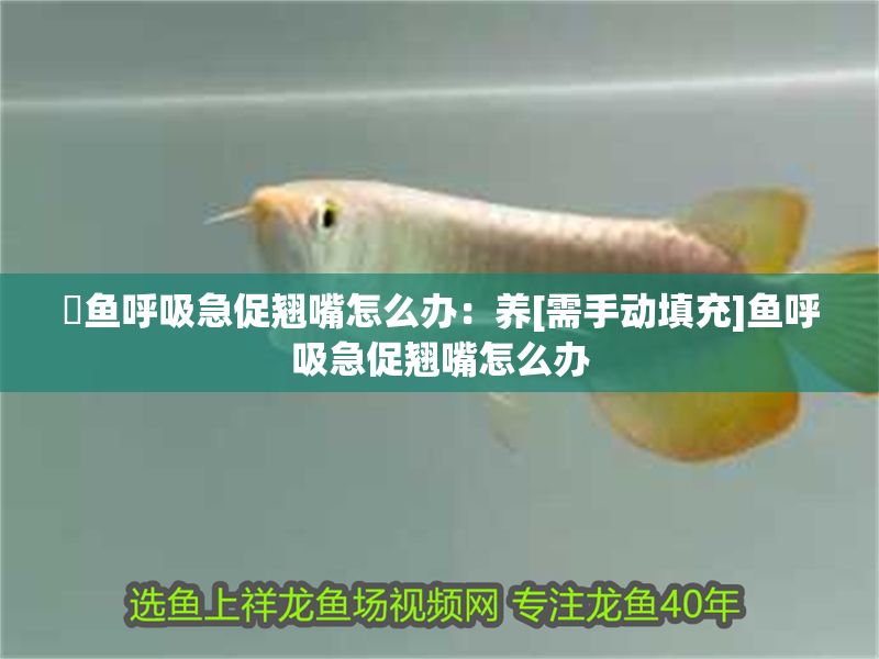 魟魚呼吸急促翹嘴怎么辦：養[需手動填充]魚呼吸急促翹嘴怎么辦
