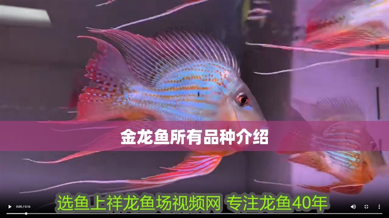 金龍魚所有品種介紹