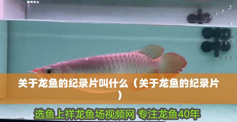 關于龍魚的紀錄片叫什么（關于龍魚的紀錄片）