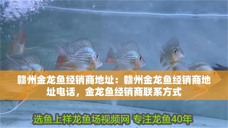 贛州金龍魚經銷商地址：贛州金龍魚經銷商地址電話，金龍魚經銷商聯系方式