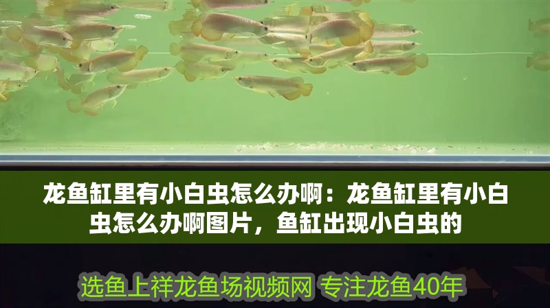 龍魚缸里有小白蟲怎么辦啊:龍魚缸里有小白蟲怎么辦啊圖片,魚缸出現小白蟲的 水族問答 龍魚缸里有小白蟲怎么辦啊:龍魚缸里有小白蟲怎么辦啊圖片,魚缸出現小白蟲的 龍魚缸里有小白蟲怎么辦啊:龍魚缸里有小白蟲怎么辦啊圖片,魚缸出現小白蟲的 水族問答