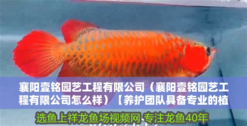 襄陽壹銘園藝工程有限公司（襄陽壹銘園藝工程有限公司怎么樣）【養護團隊具備專業的植物知識和養護技巧】