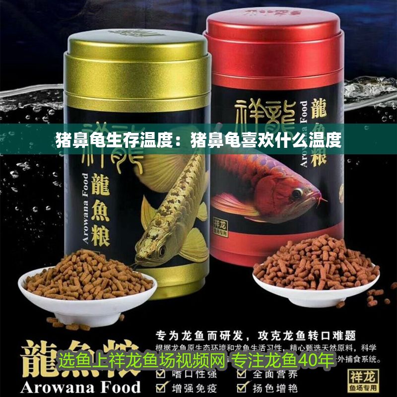 豬鼻龜生存溫度：豬鼻龜喜歡什么溫度 豬鼻龜生存溫度：豬鼻龜喜歡什么溫度 豬鼻龜百科 第1張