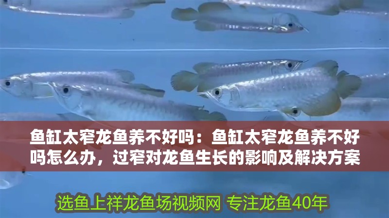魚缸太窄龍魚養不好嗎：魚缸太窄龍魚養不好嗎怎么辦，過窄對龍魚生長的影響及解決方案
