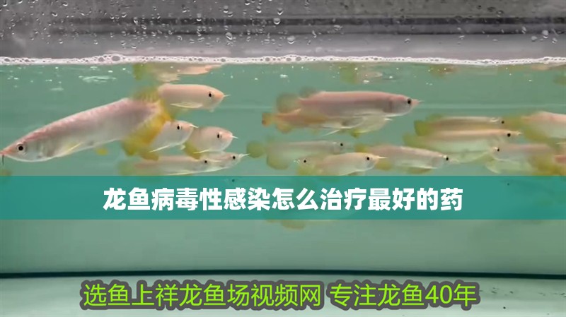 龍魚病毒性感染怎么治療最好的藥