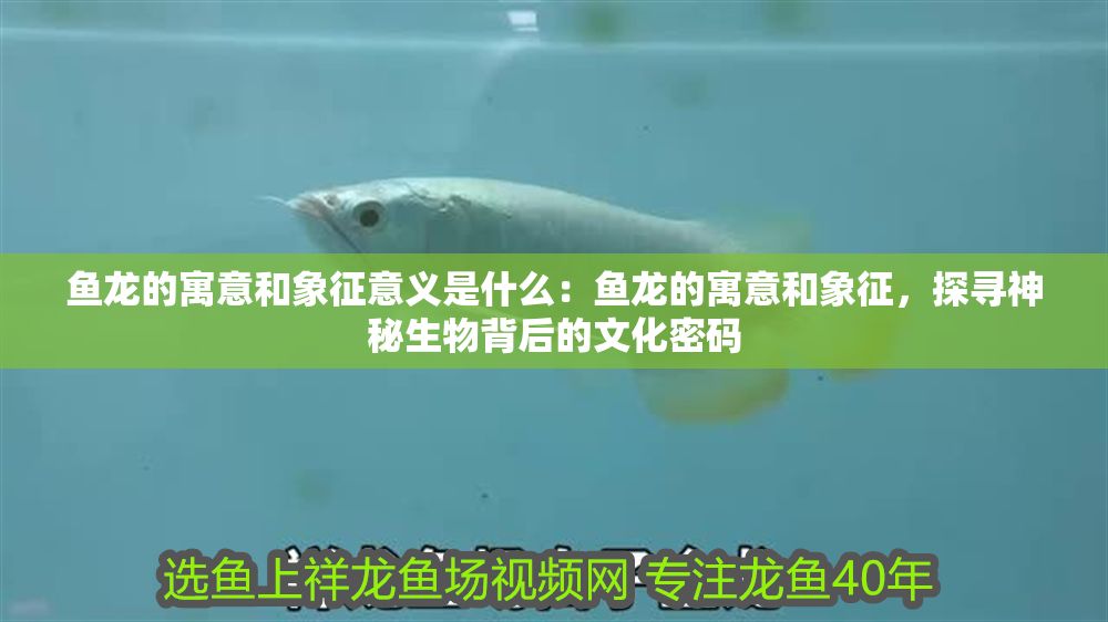 魚龍的寓意和象征意義是什么：魚龍的寓意和象征，探尋神秘生物背后的文化密碼