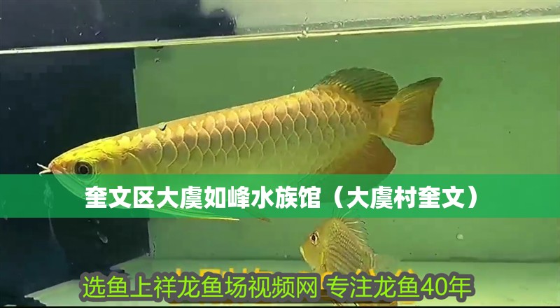 奎文區大虞如峰水族館（大虞村奎文）