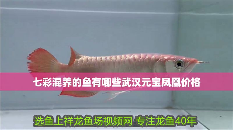 七彩混養的魚有哪些武漢元寶鳳凰價格 七彩混養的魚有哪些武漢元寶鳳凰價格 元寶鳳凰魚百科 第2張