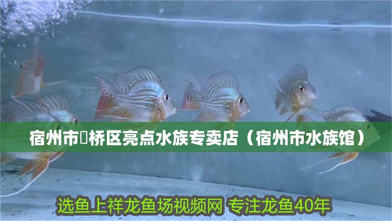 宿州市埇橋區(qū)亮點(diǎn)水族專(zhuān)賣(mài)店（宿州市水族館）