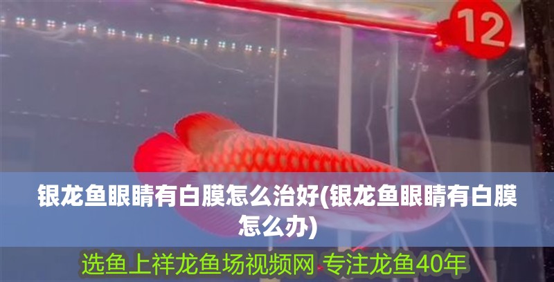 紅龍魚用黃燈烤有用嗎 銀龍魚眼睛有白膜怎么治好(銀龍魚眼睛有白膜怎么辦) 銀龍魚百科 銀龍魚眼睛有白膜怎么治好(銀龍魚眼睛有白膜怎么辦) 銀龍魚眼睛有白膜怎么治好(銀龍魚眼睛有白膜怎么辦) 銀龍魚百科