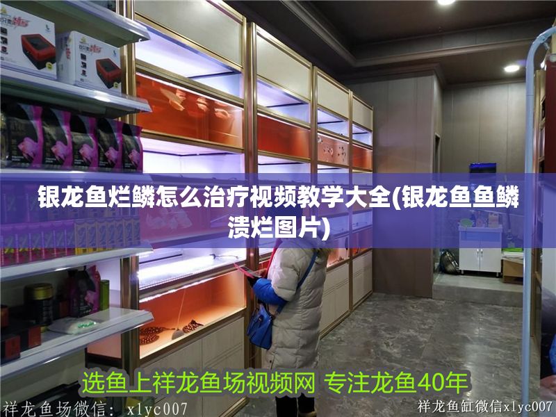 銀龍魚爛鱗怎么治療視頻教學大全(銀龍魚魚鱗潰爛圖片)