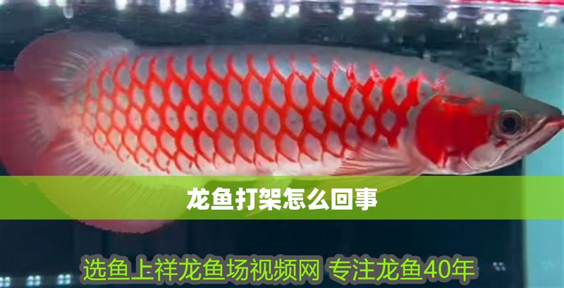 龍魚打架怎么回事