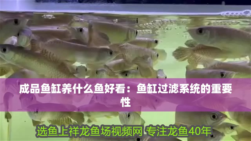 成品魚缸養什么魚好看：魚缸過濾系統的重要性