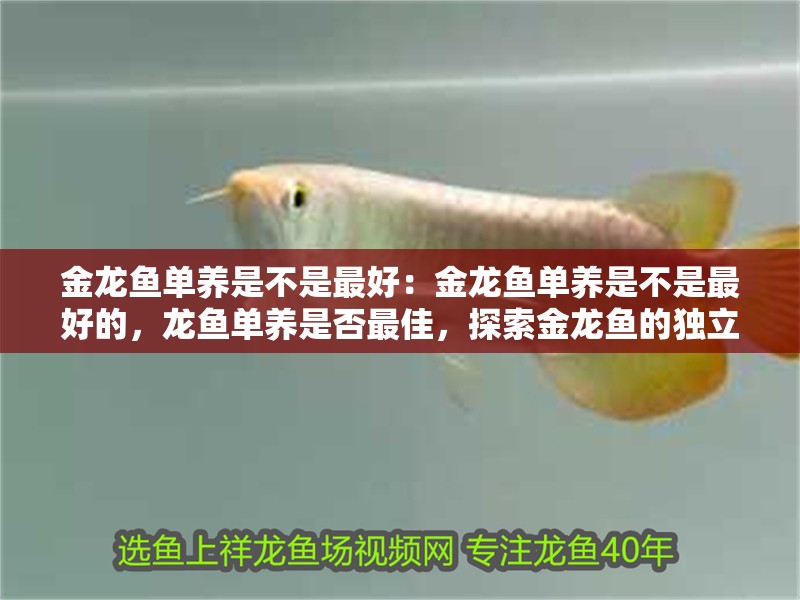金龍魚單養是不是最好：金龍魚單養是不是最好的，龍魚單養是否最佳，探索金龍魚的獨立養殖