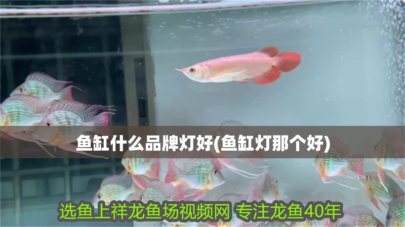 魚缸什么品牌燈好(魚缸燈那個好)