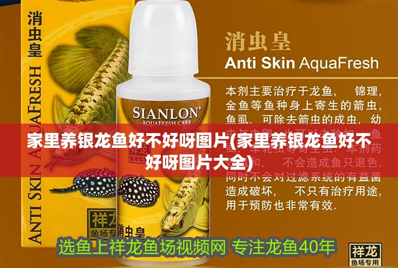 家里養銀龍魚好不好呀圖片(家里養銀龍魚好不好呀圖片大全)