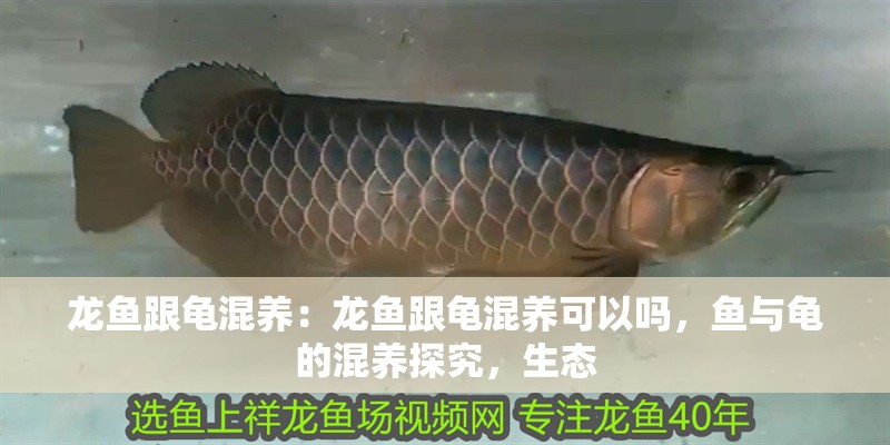 龍魚跟龜混養：龍魚跟龜混養可以嗎，魚與龜的混養探究，生態
