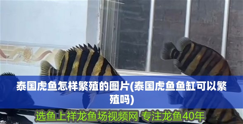 泰國(guó)虎魚(yú)怎樣繁殖的圖片(泰國(guó)虎魚(yú)魚(yú)缸可以繁殖嗎)