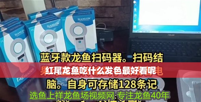 紅尾龍魚吃什么發(fā)色最好看呢