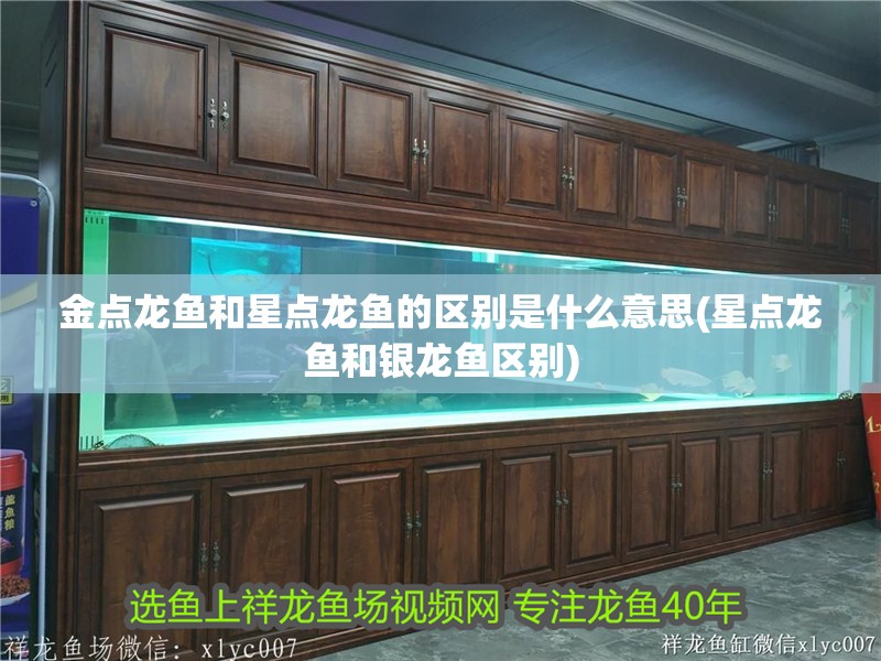 金點龍魚和星點龍魚的區(qū)別是什么意思(星點龍魚和銀龍魚區(qū)別)