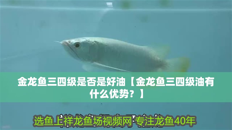 金龍魚三四級是否是好油【金龍魚三四級油有什么優(yōu)勢？】