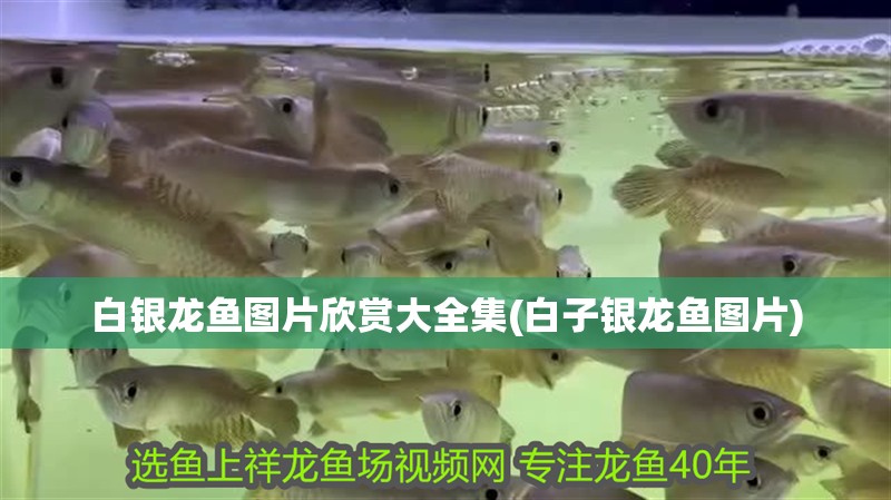 白銀龍魚圖片欣賞大全集(白子銀龍魚圖片)