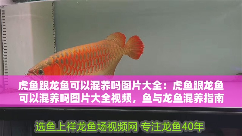 虎魚跟龍魚可以混養(yǎng)嗎圖片大全：虎魚跟龍魚可以混養(yǎng)嗎圖片大全視頻，魚與龍魚混養(yǎng)指南，探索