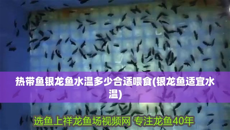 熱帶魚銀龍魚水溫多少合適喂食(銀龍魚適宜水溫)