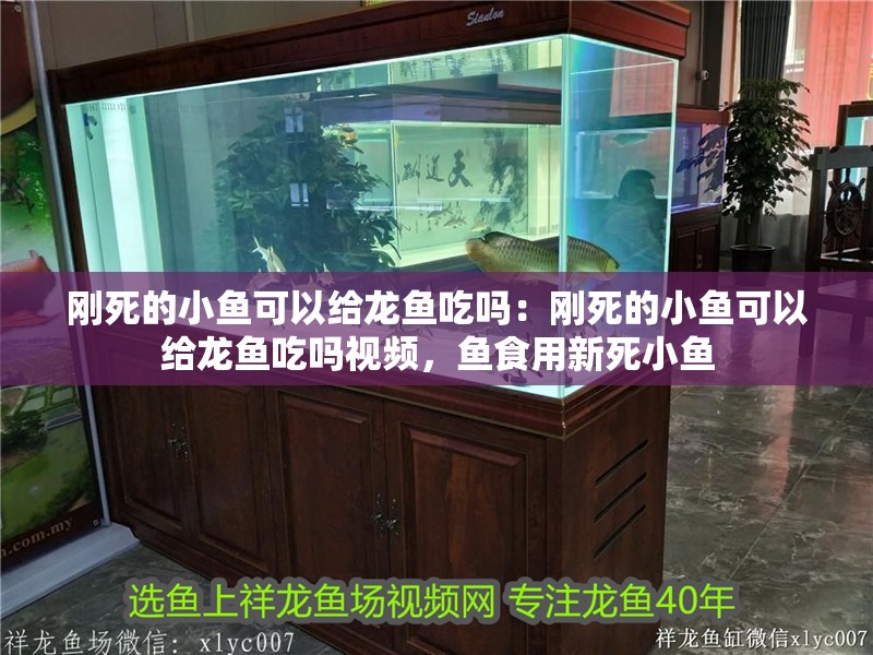 剛死的小魚可以給龍魚吃嗎：剛死的小魚可以給龍魚吃嗎視頻，魚食用新死小魚