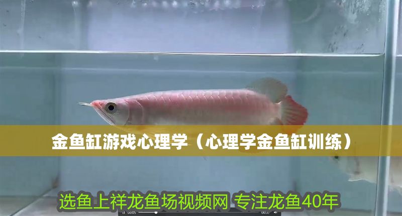 金魚缸游戲心理學（心理學金魚缸訓練）