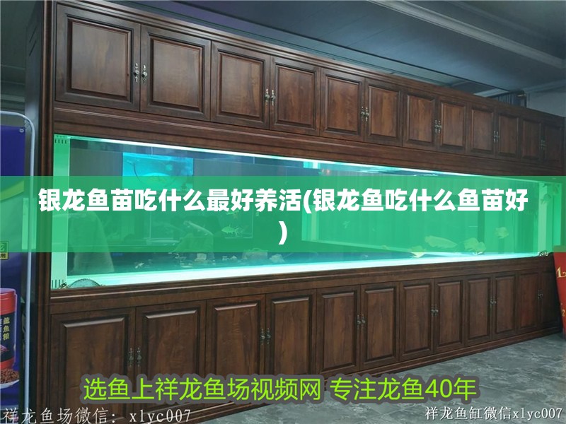 銀龍魚苗吃什么最好養(yǎng)活(銀龍魚吃什么魚苗好)