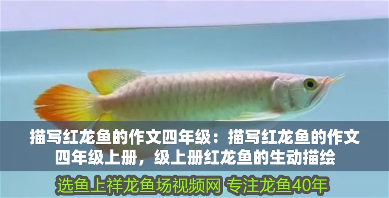 描寫紅龍魚的作文四年級：描寫紅龍魚的作文四年級上冊，級上冊紅龍魚的生動描繪
