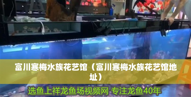 富川寒梅水族花藝館（富川寒梅水族花藝館地址）