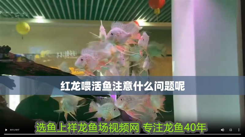 紅龍喂活魚注意什么問題呢