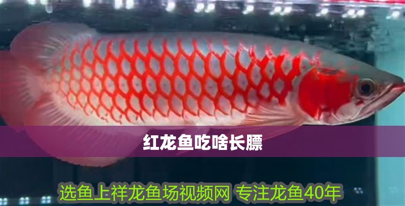 紅龍魚吃啥長膘