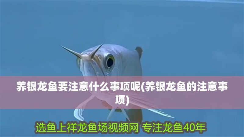 養銀龍魚要注意什么事項呢(養銀龍魚的注意事項)