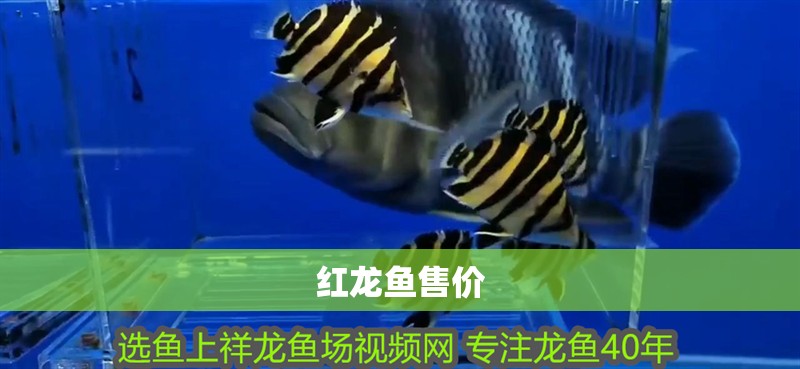 紅龍魚售價