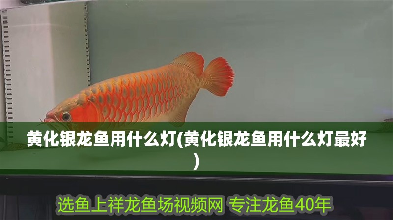 魚缸過濾器選購指南:自制魚缸過濾器魚缸上置過濾器對于養魚愛好者的必備知識 黃化銀龍魚用什么燈(黃化銀龍魚用什么燈最好) 銀龍魚百科 黃化銀龍魚用什么燈(黃化銀龍魚用什么燈最好) 黃化銀龍魚用什么燈(黃化銀龍魚用什么燈最好) 銀龍魚百科