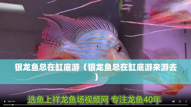 銀龍魚總在缸底游（銀龍魚總在缸底游來游去） 銀龍魚總在缸底游（銀龍魚總在缸底游來游去） 銀龍魚百科